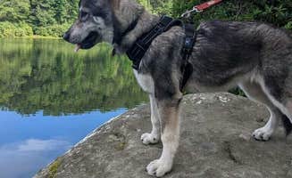 Travis C.'s photo of camping with pets at Babcock State Park Campground near New River Gorge National River
