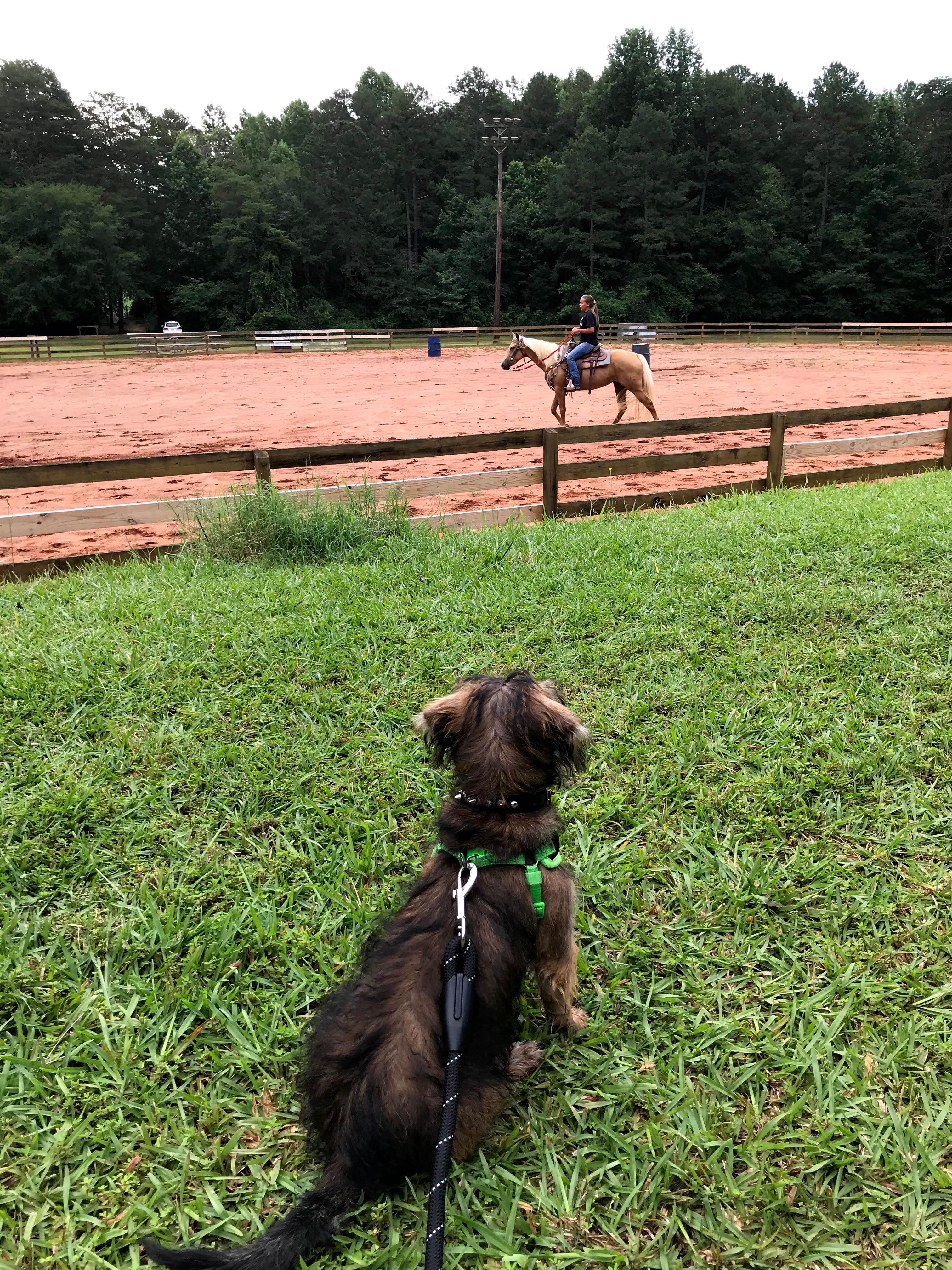 Annell N.'s photo of camping with pets at Croft State Park Campground near Boiling Springs, NC