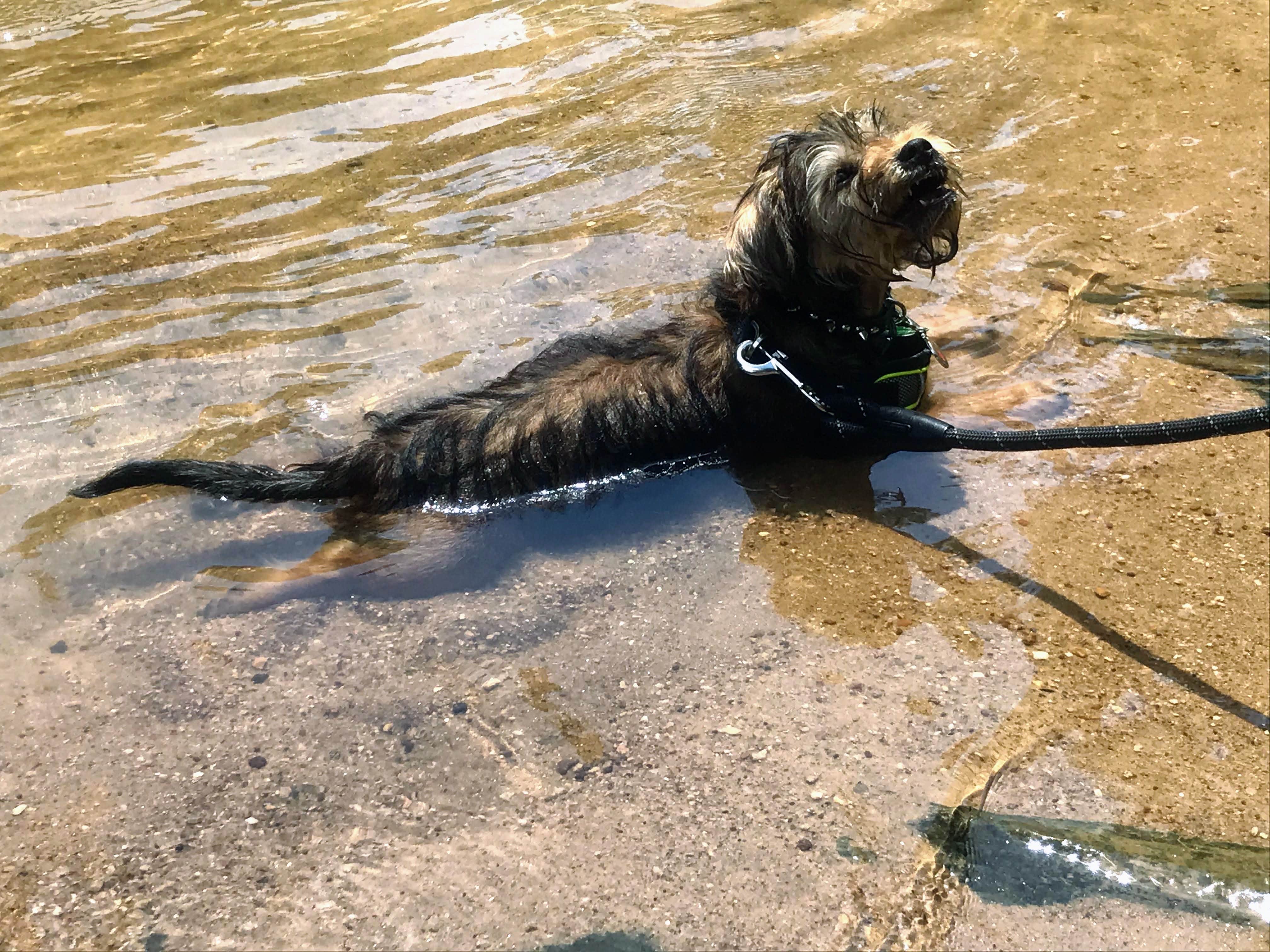 Annell N.'s photo of camping with pets at Croft State Park Campground near Newberry, SC