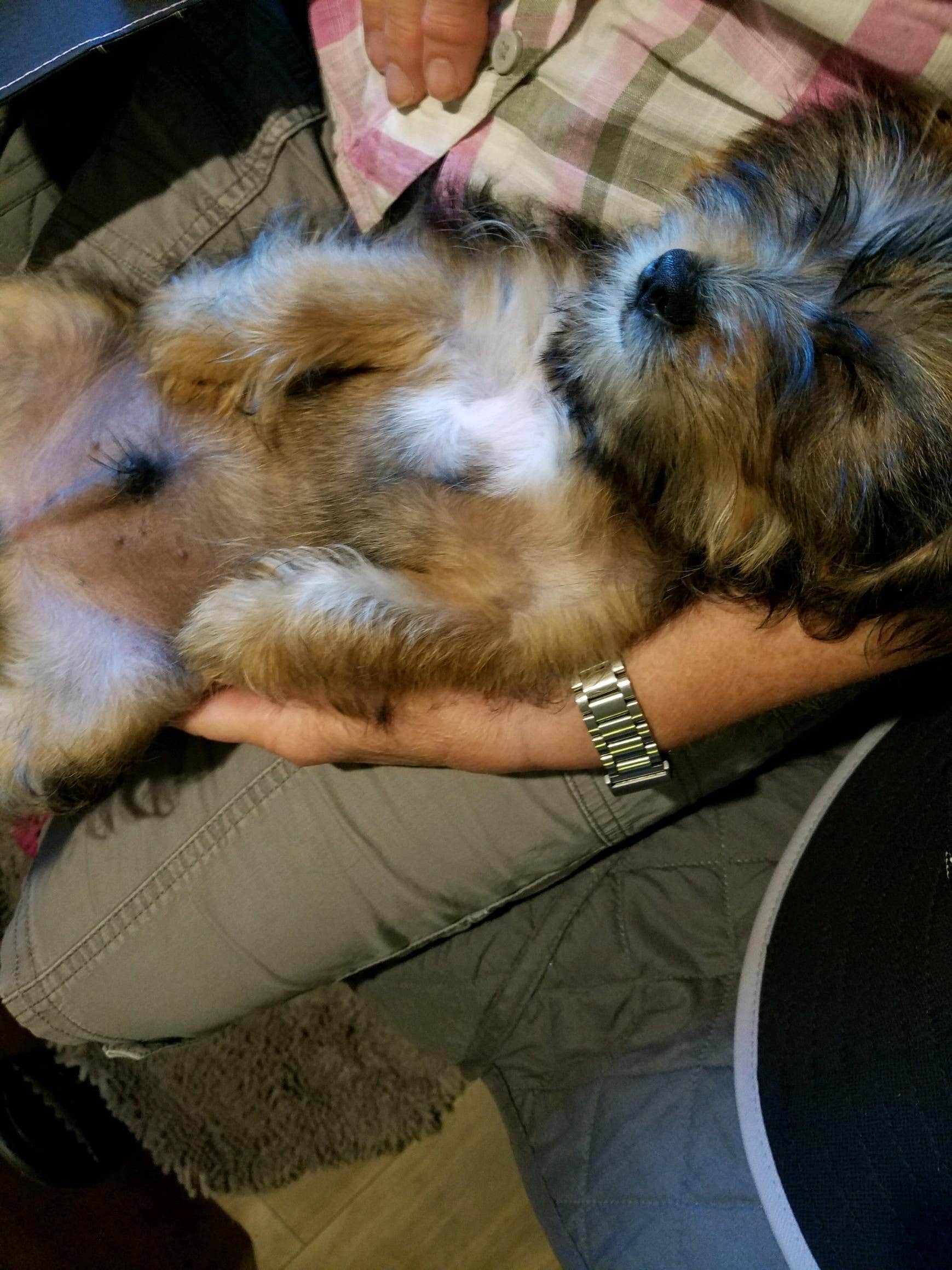 Annell N.'s photo of camping with pets at Twin Lakes at Lake Hartwell near Pickens, SC