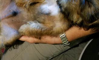Annell N.'s photo of camping with pets at Twin Lakes at Lake Hartwell near Anderson, SC