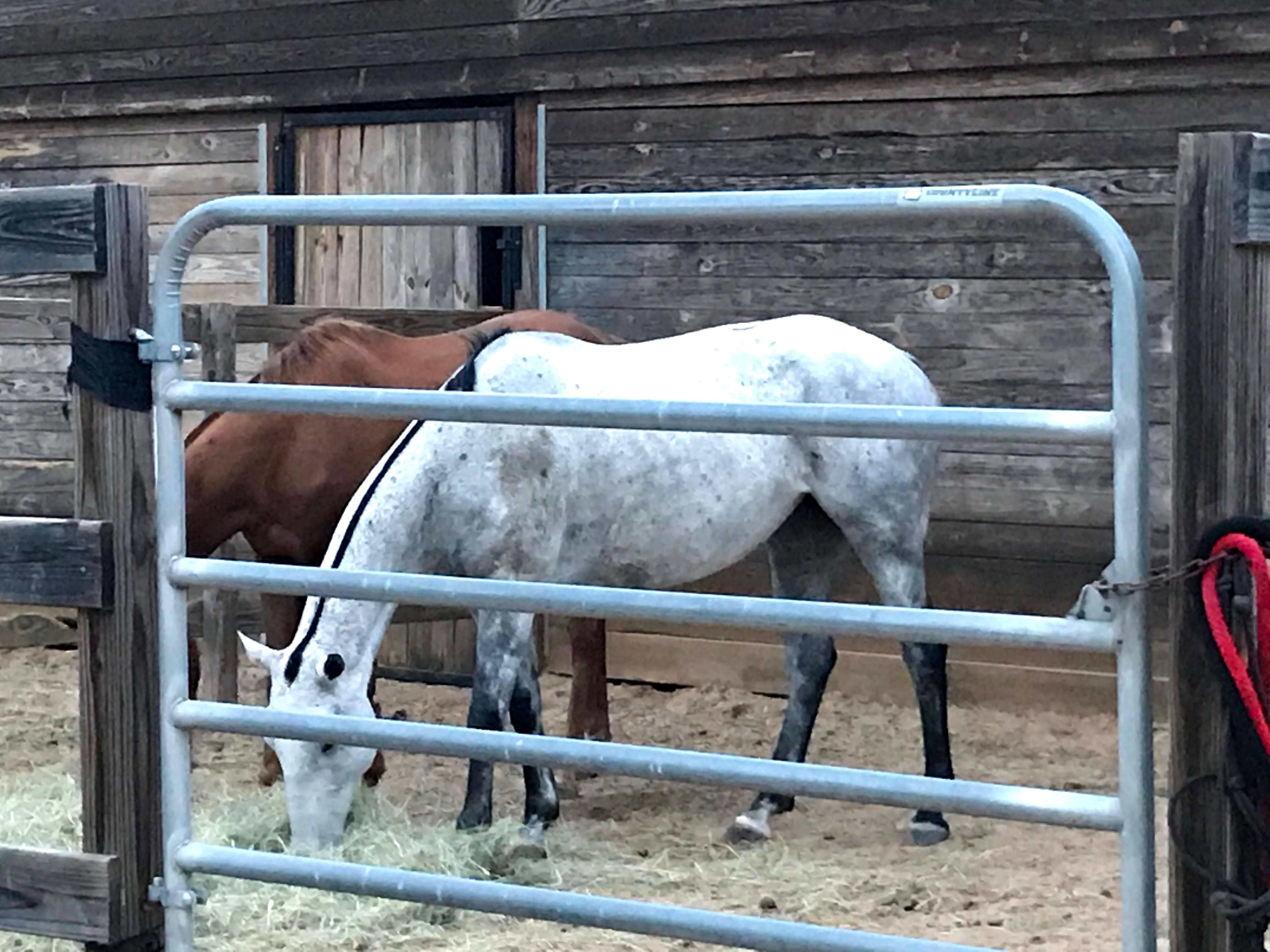 Annell N.'s photo of camping with a horse at Fair Harbor RV Park near Warner Robins, GA