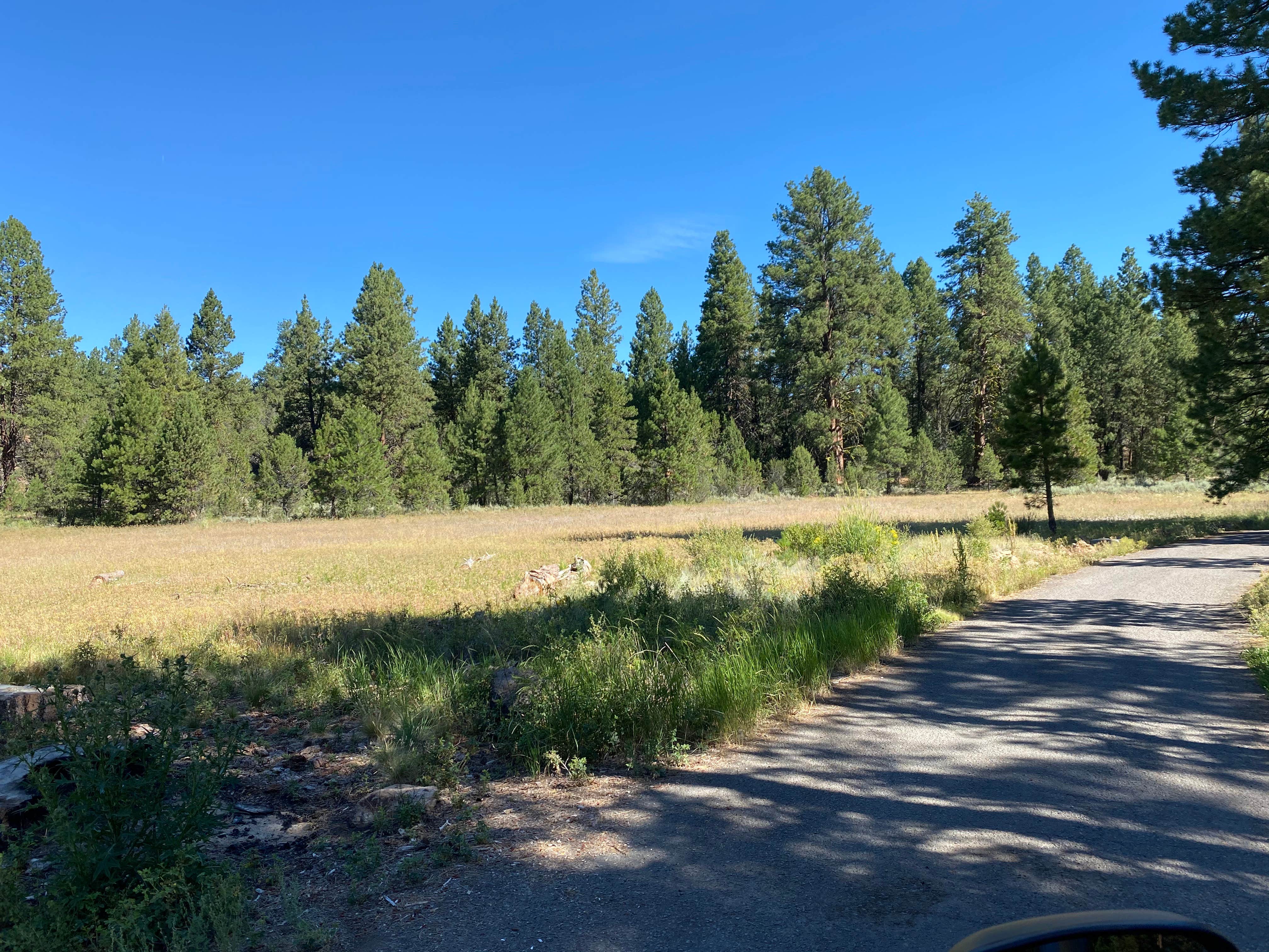 Camper submitted image from Idlewild Campground - Malheur - 3