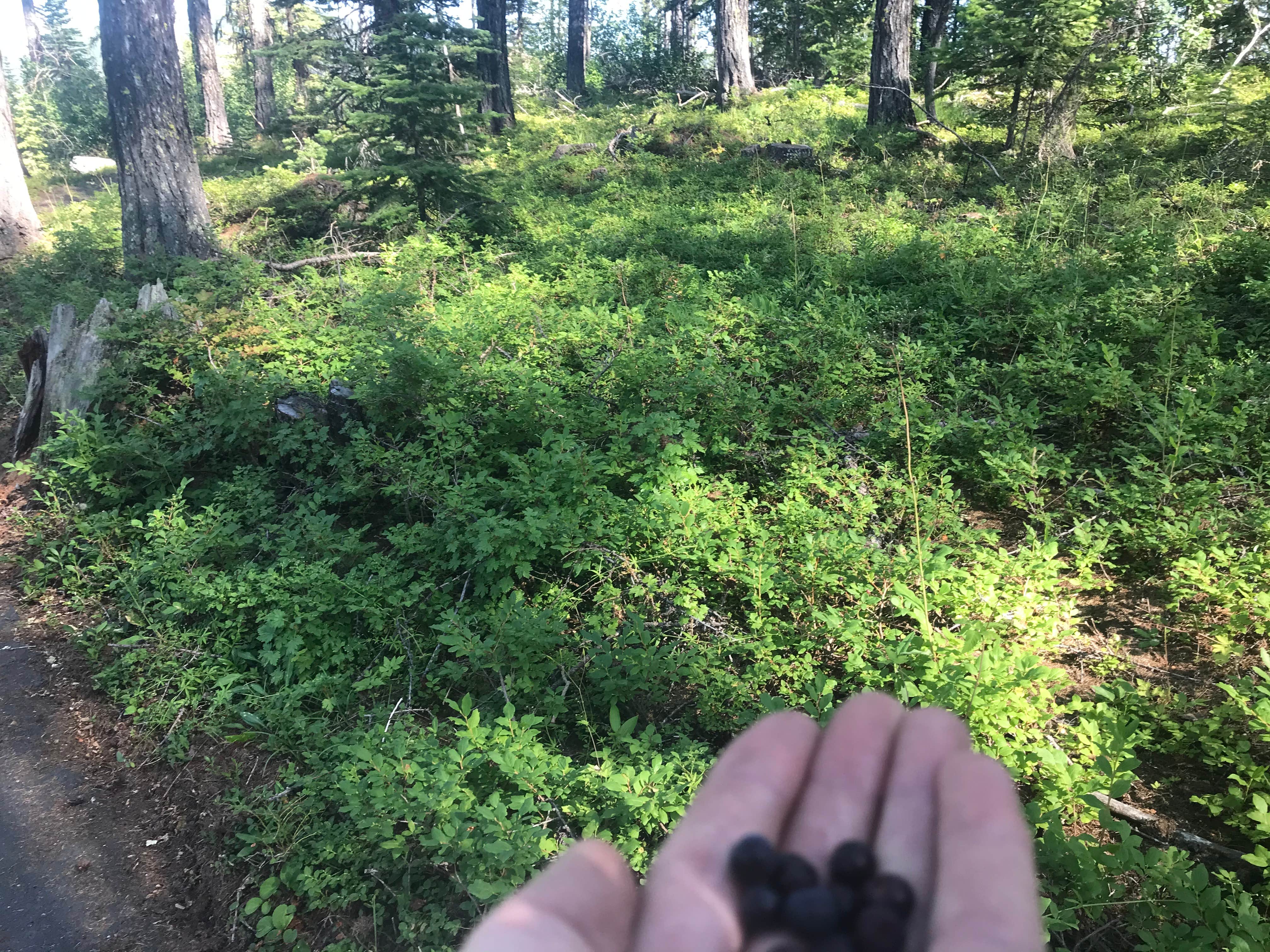 Camper-submitted photo at Sherman Overlook Campground near Colville National Forest