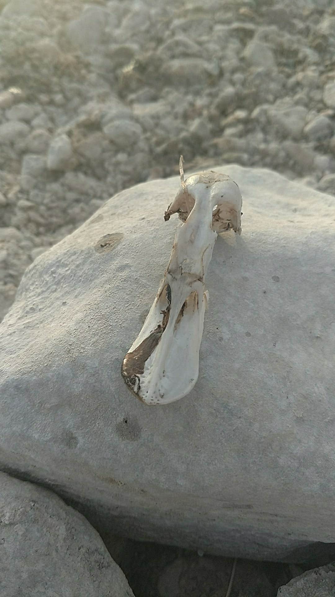 Government Wash — Lake Mead National Recreation Area