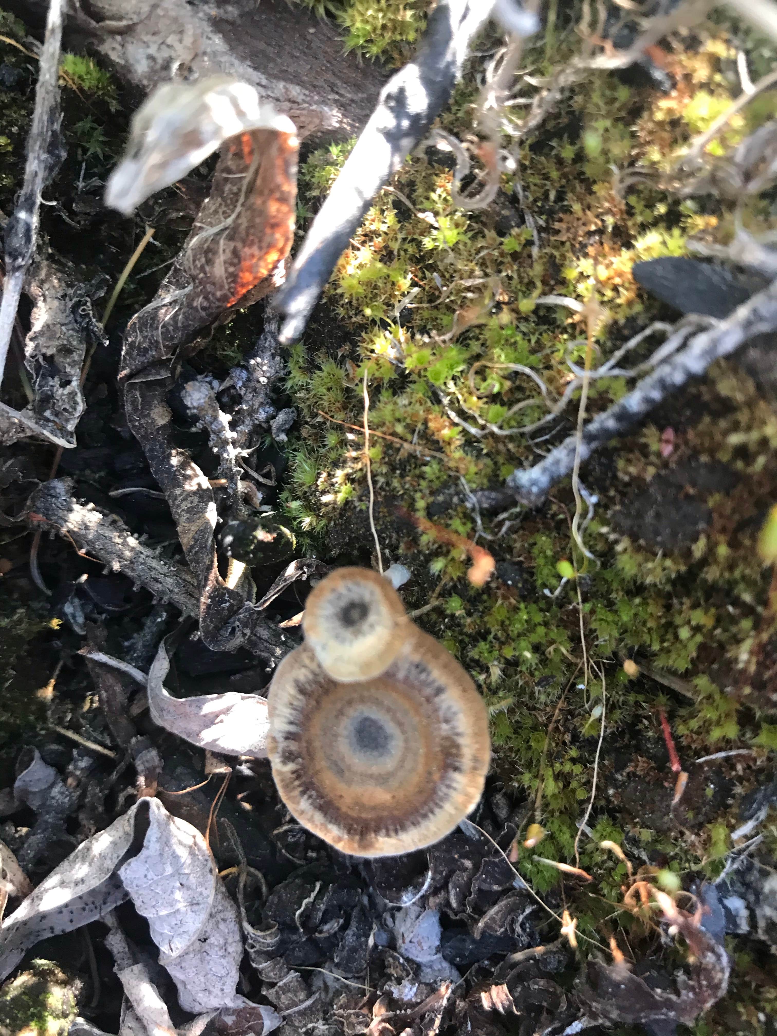 Camper-submitted photo at Cottonwood Campground near Stehekin, WA