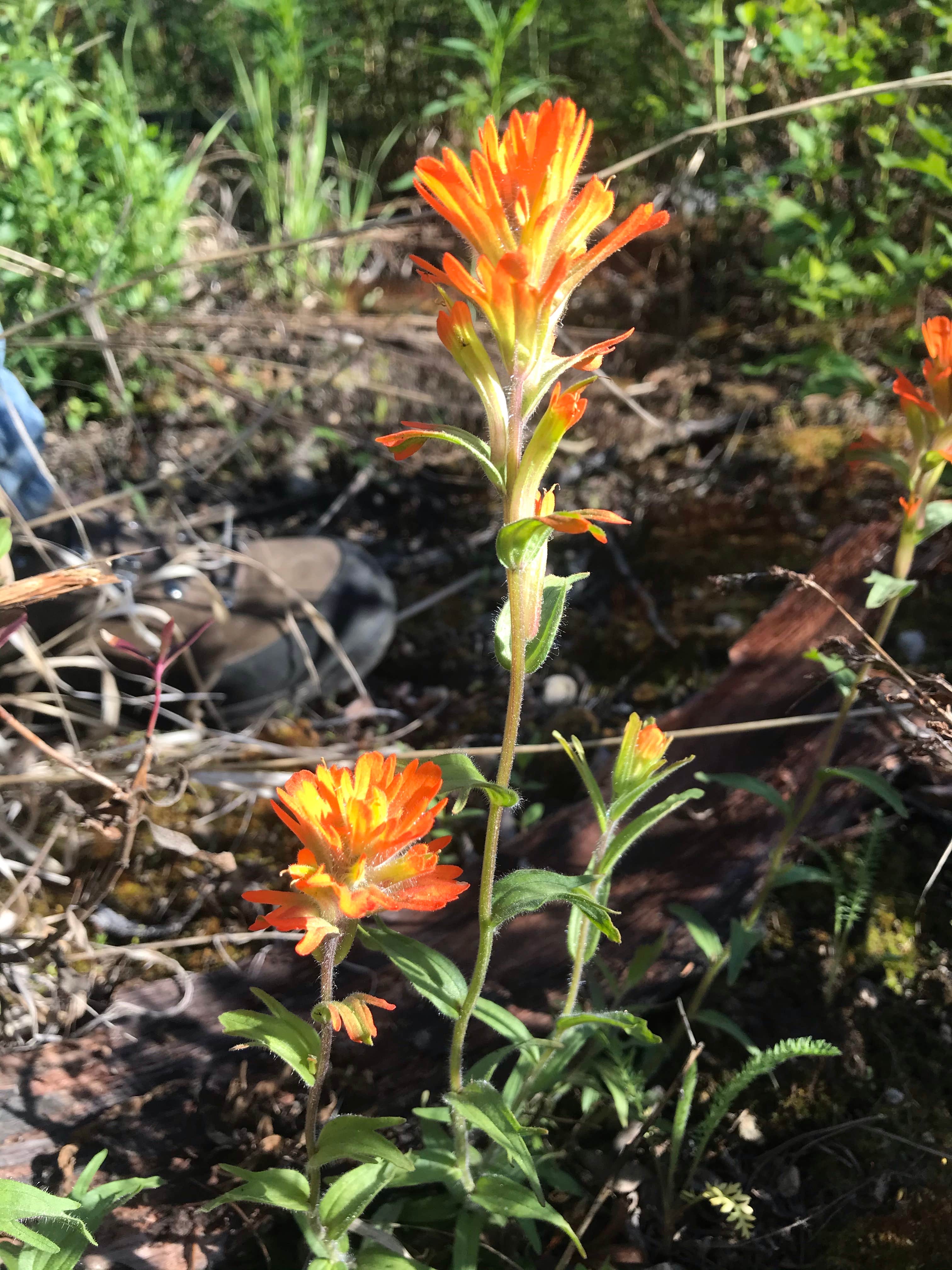 Camper-submitted photo at Cottonwood Campground near Stehekin, WA