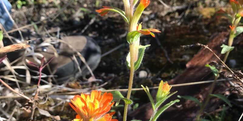 Camper submitted image from Cottonwood Campground