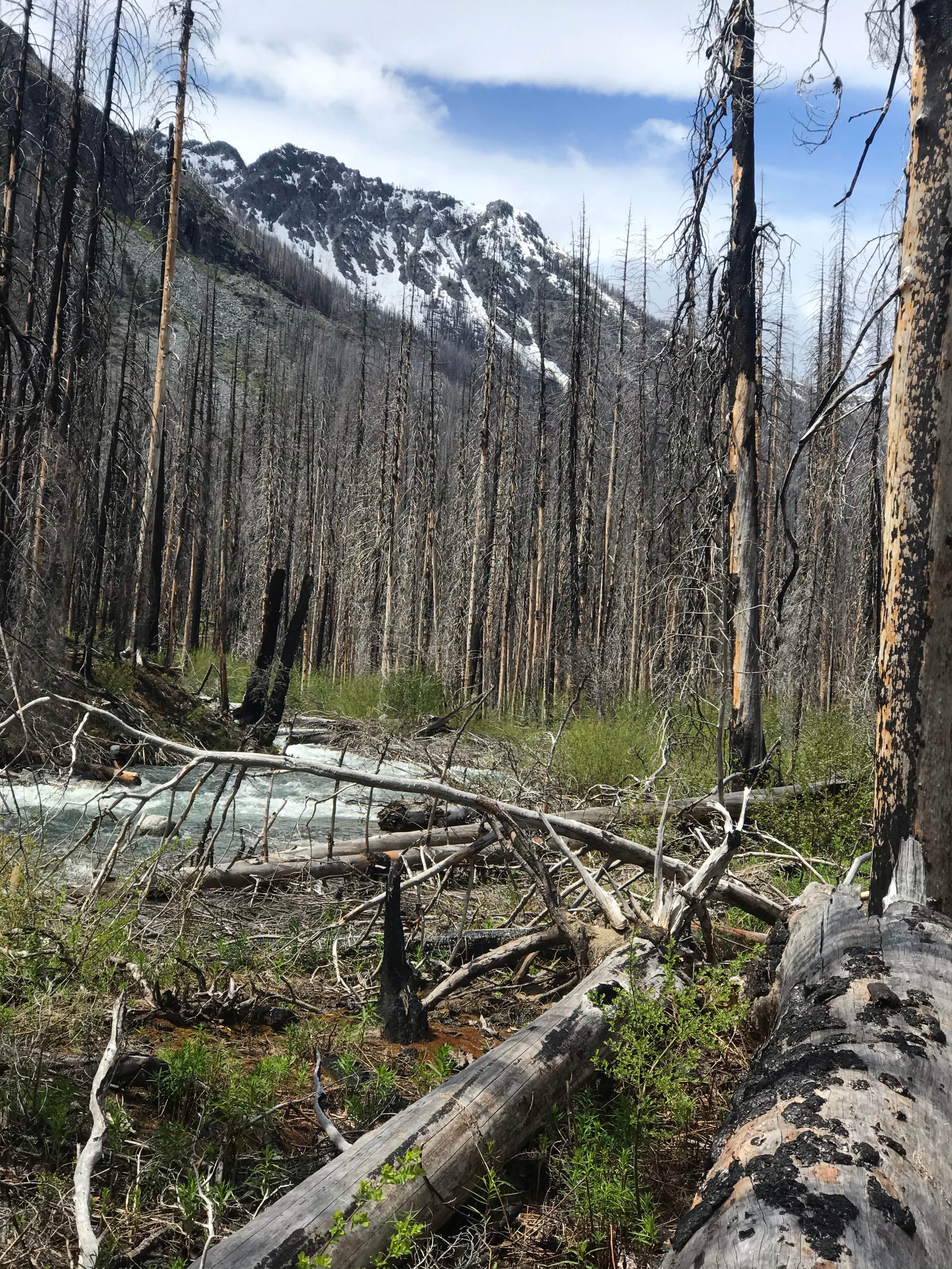Camping near Graham Harbor Creek Campground — Okanogan Wenatchee National Forest: Spruce Grove Campground, Stehekin, Washington