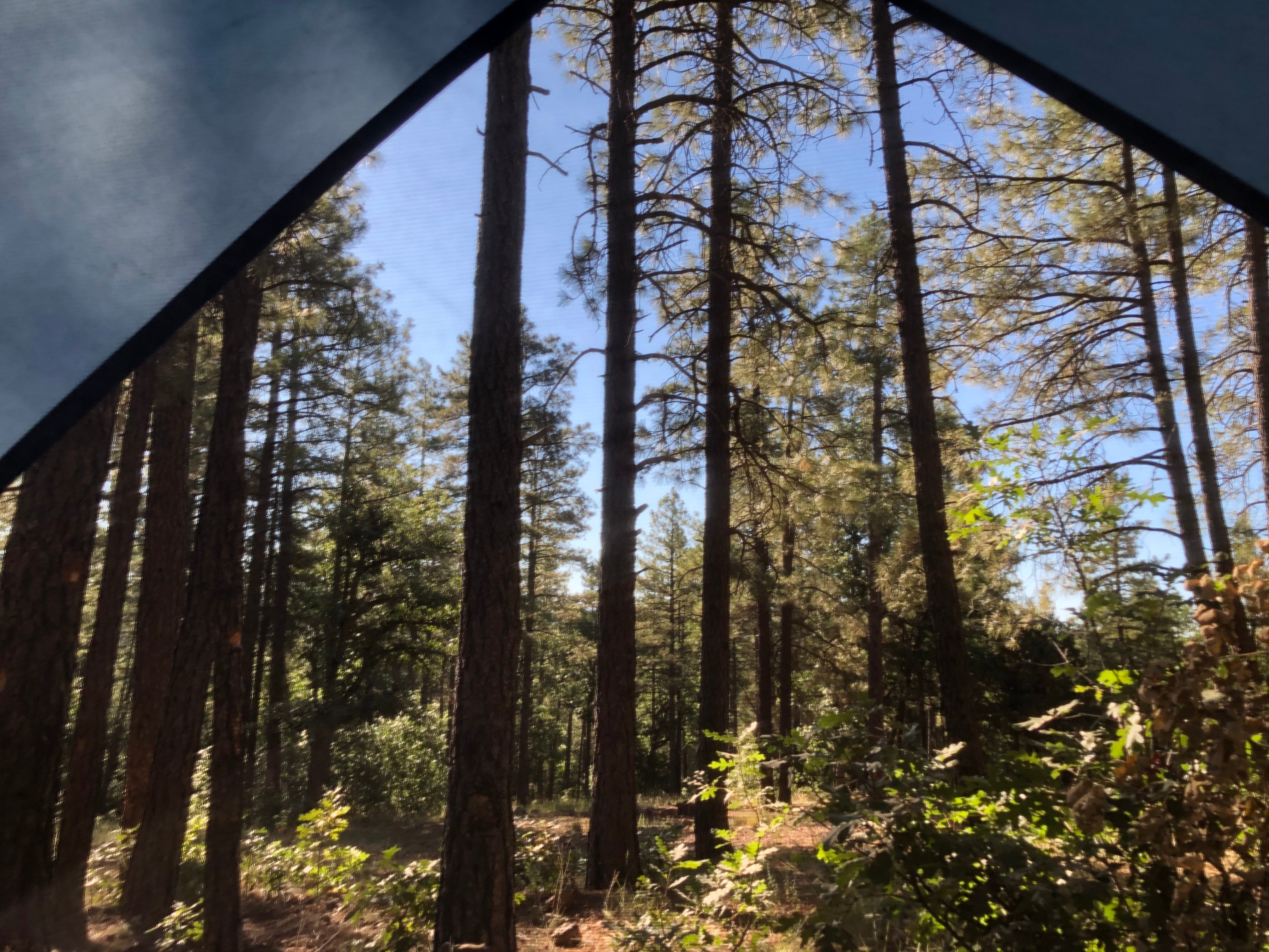 Camper submitted image from Cocino National Forest - Rd. 535 - 4