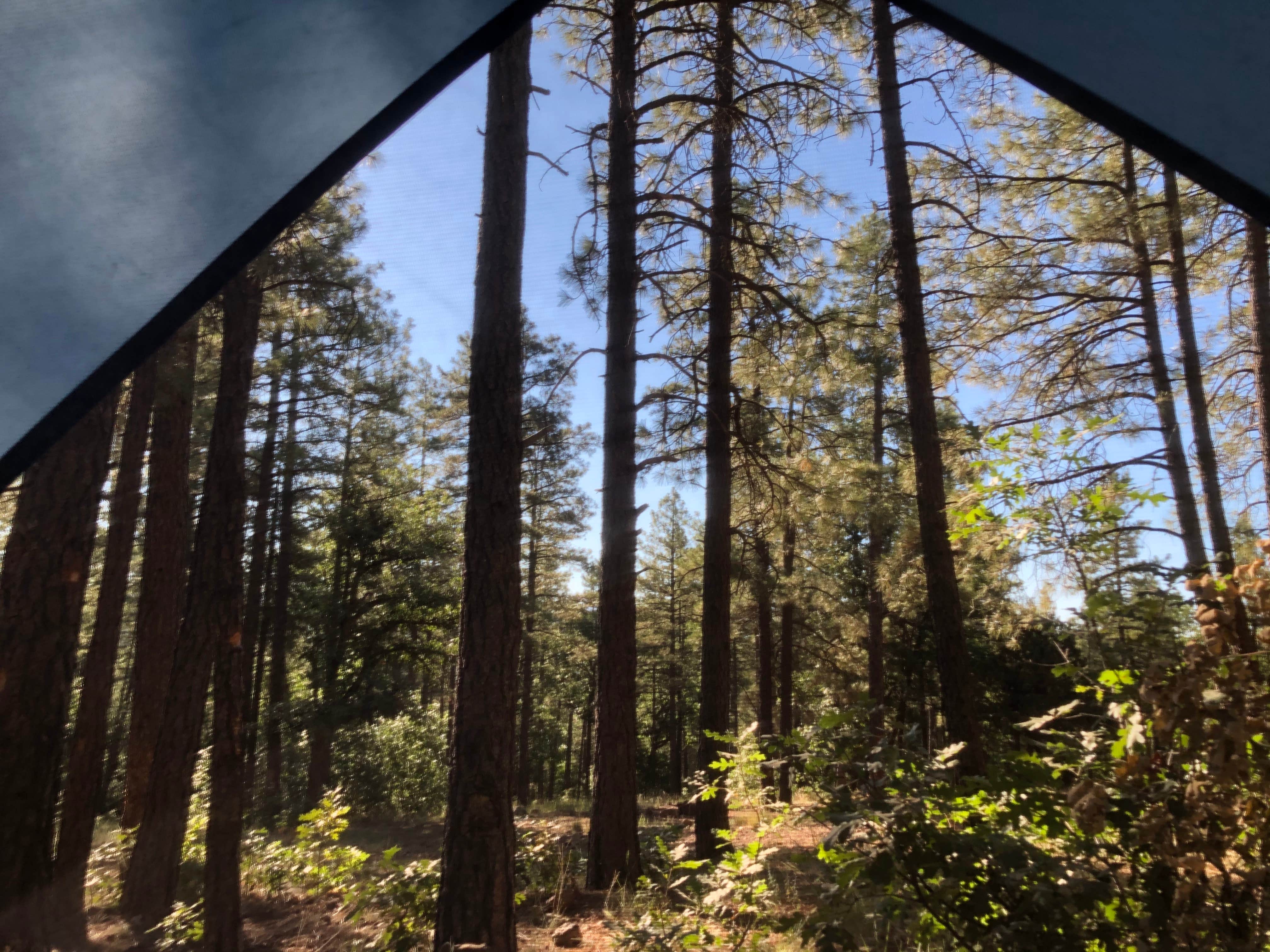 Camper submitted image from Cocino National Forest - Rd. 535 - 5