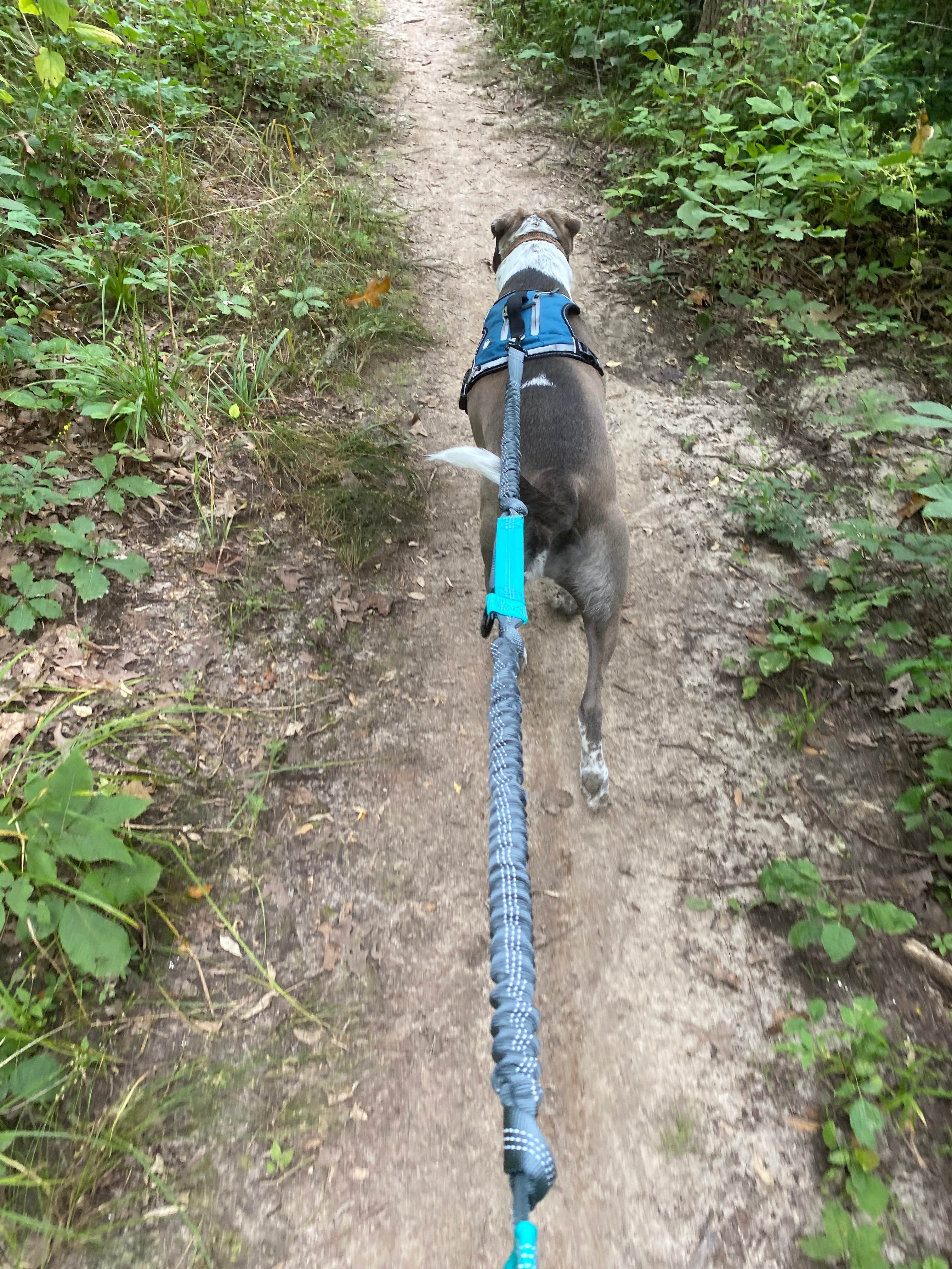Amy S.'s photo of camping with pets at Jackson County Fleming Park Jacomo Campground near Lee's Summit, MO