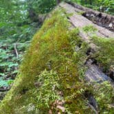 Review photo of Jackson County Fleming Park Jacomo Campground by Amy S., August 11, 2020