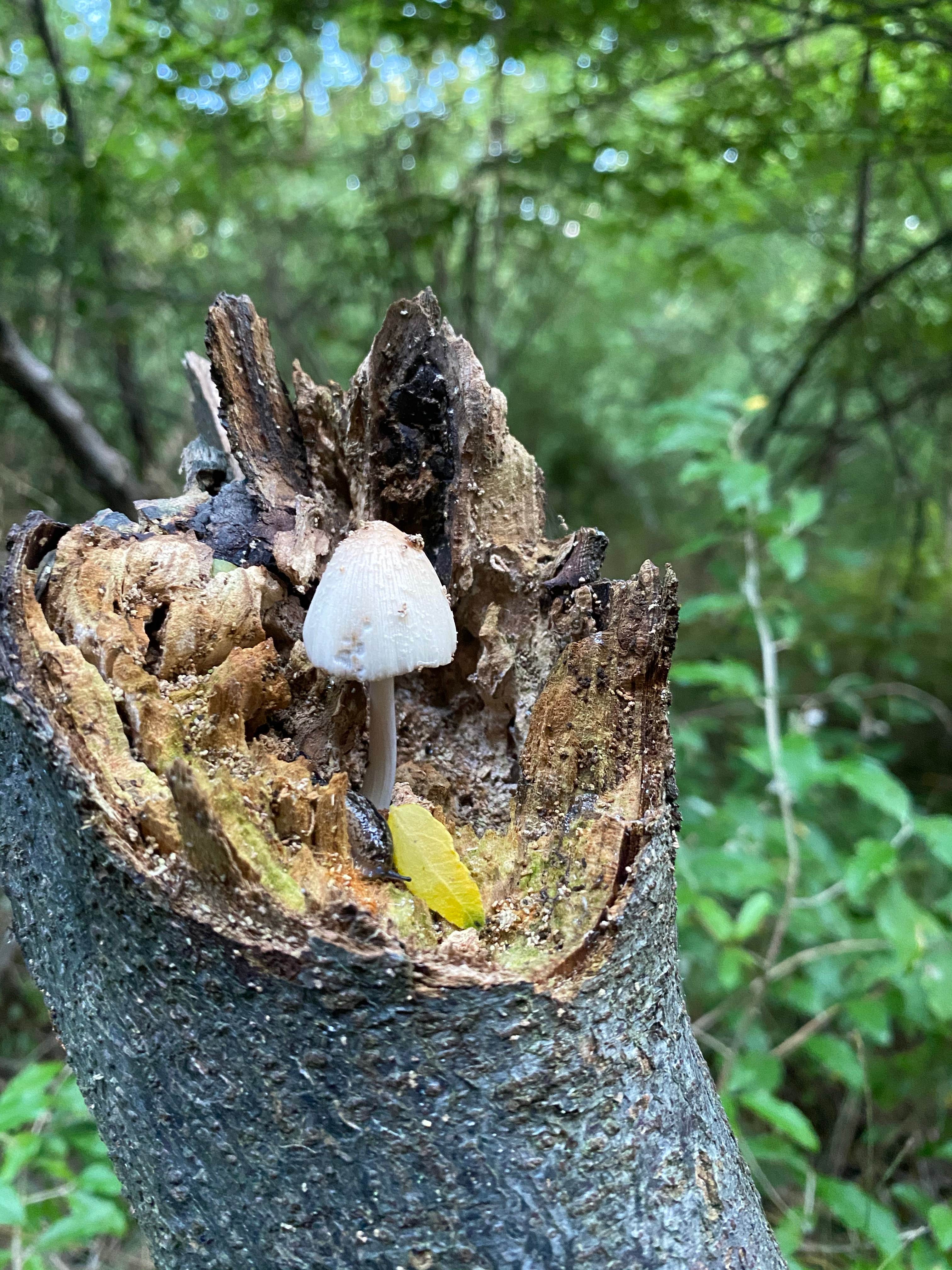 Camper-submitted photo at Jackson County Fleming Park Jacomo Campground near Independence, MO