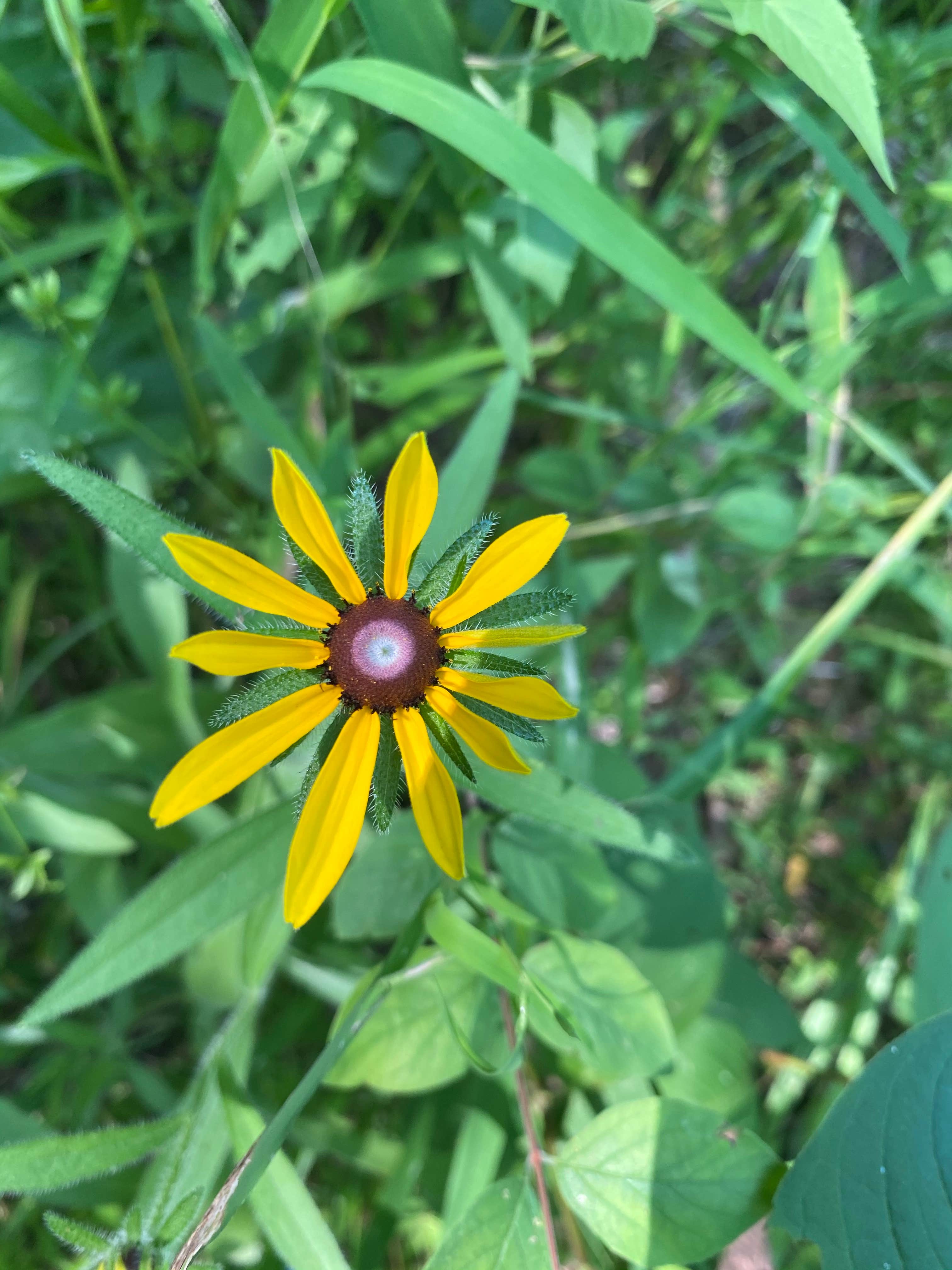 Camper-submitted photo at Jackson County Fleming Park Jacomo Campground near Independence, MO