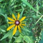 Review photo of Jackson County Fleming Park Jacomo Campground by Amy S., August 11, 2020