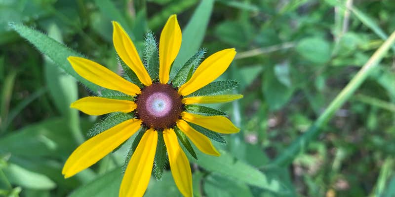 Camper submitted image from Jackson County Fleming Park Jacomo Campground