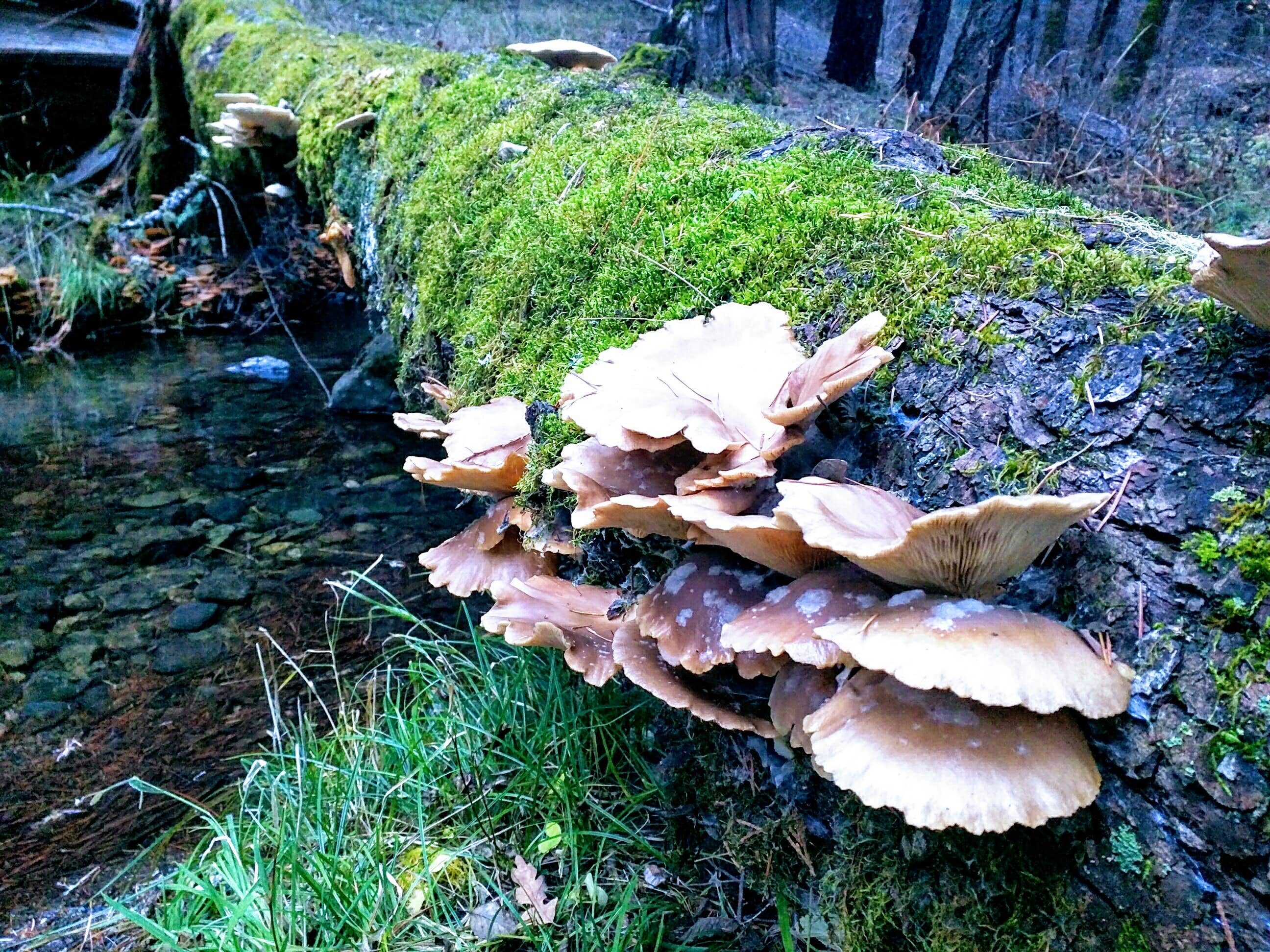 Camping near Post Creek Guard Station: Deerlick Springs Campground, Platina, California