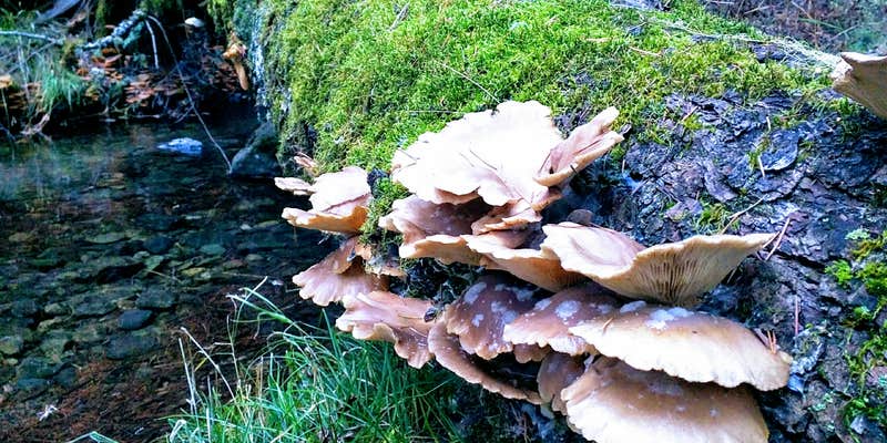 Camper submitted image from Deerlick Springs Campground