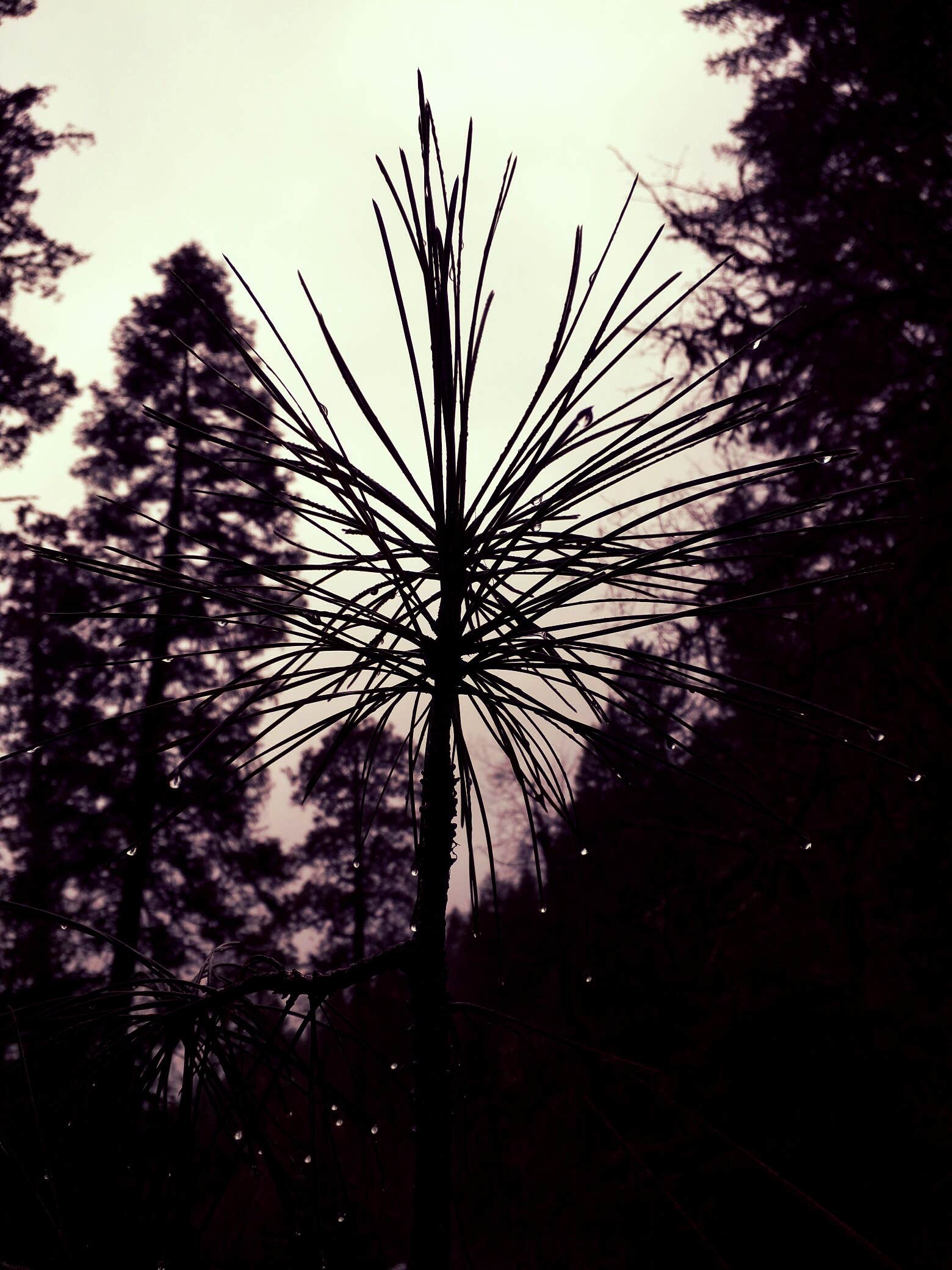 Camper-submitted photo at Deerlick Springs Campground near Hayfork, CA