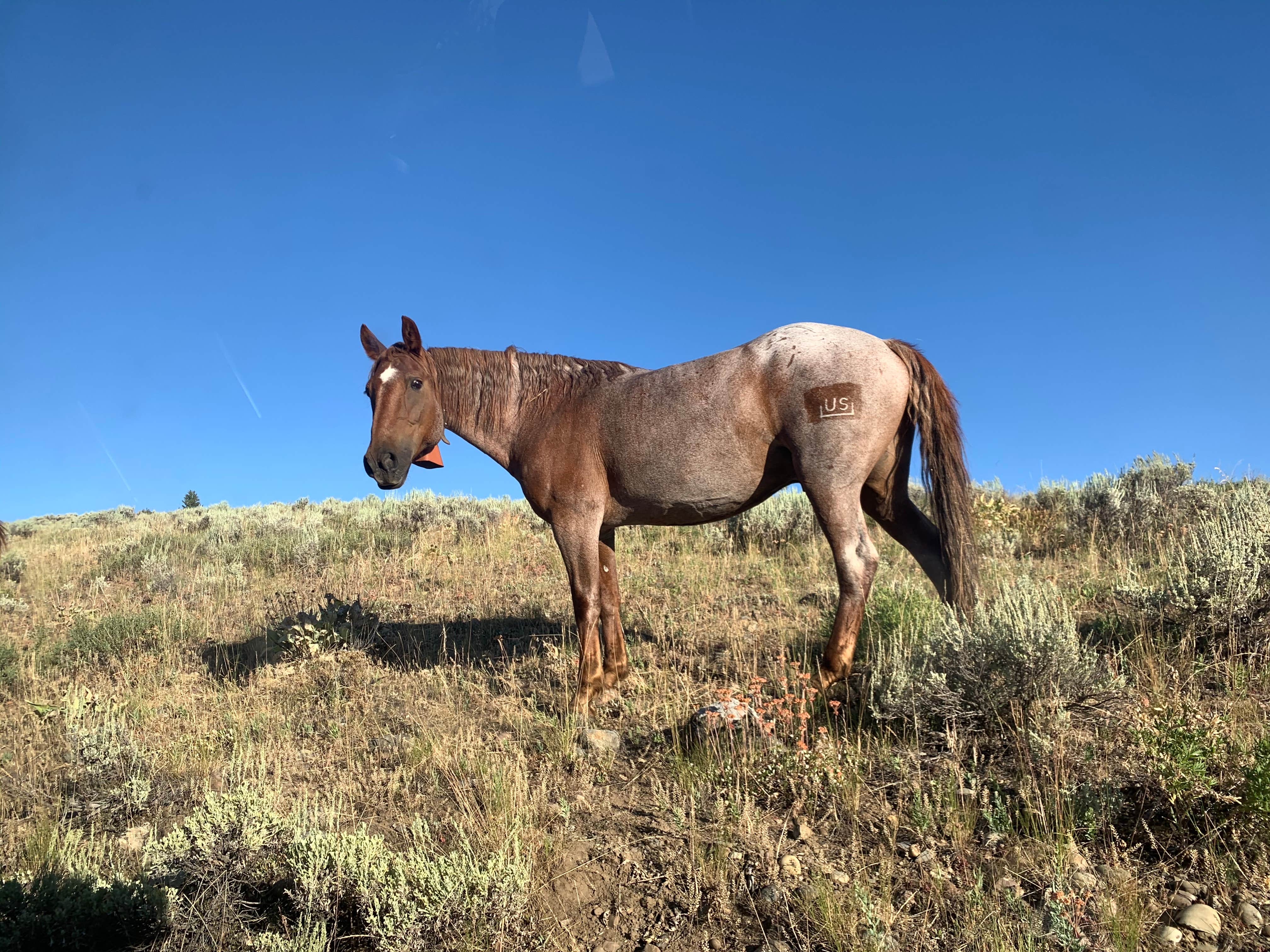 Kathleen D.'s photo of camping with a horse at Turpin Meadows Campground near Grand Teton National Park