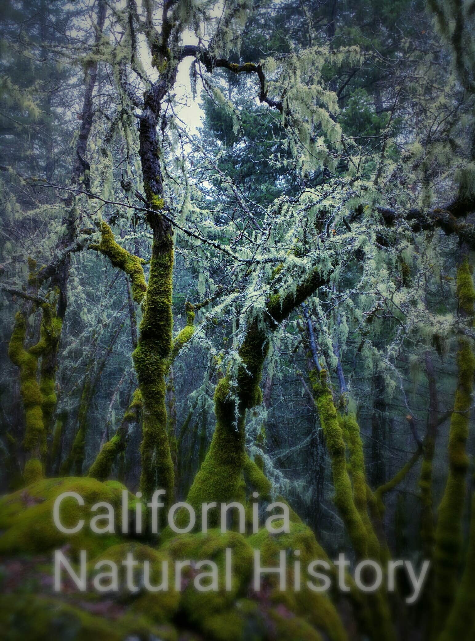 Camper-submitted photo at Deerlick Springs Campground near Hayfork, CA