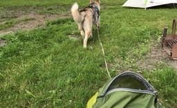Rosa G.'s photo of camping with pets at Castle Rock State Park Campground near Kingston, IL