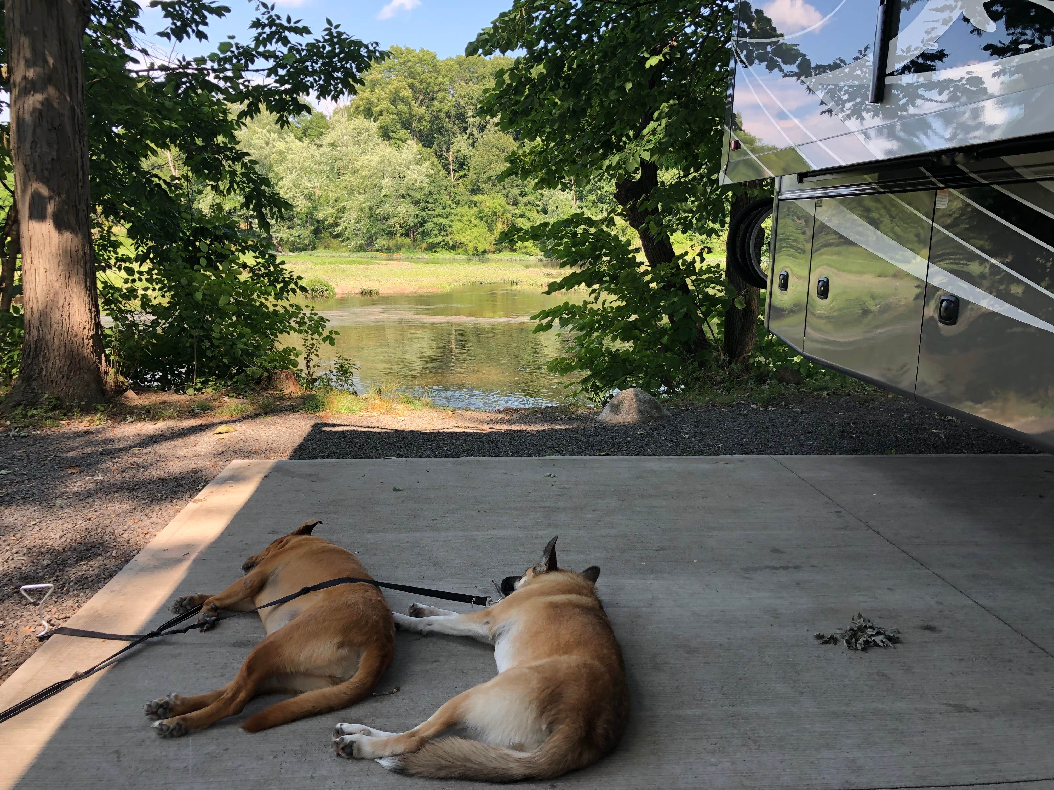 David A.'s photo of camping with pets at Jellystone Park™ Gardiner near Ridgefield, CT