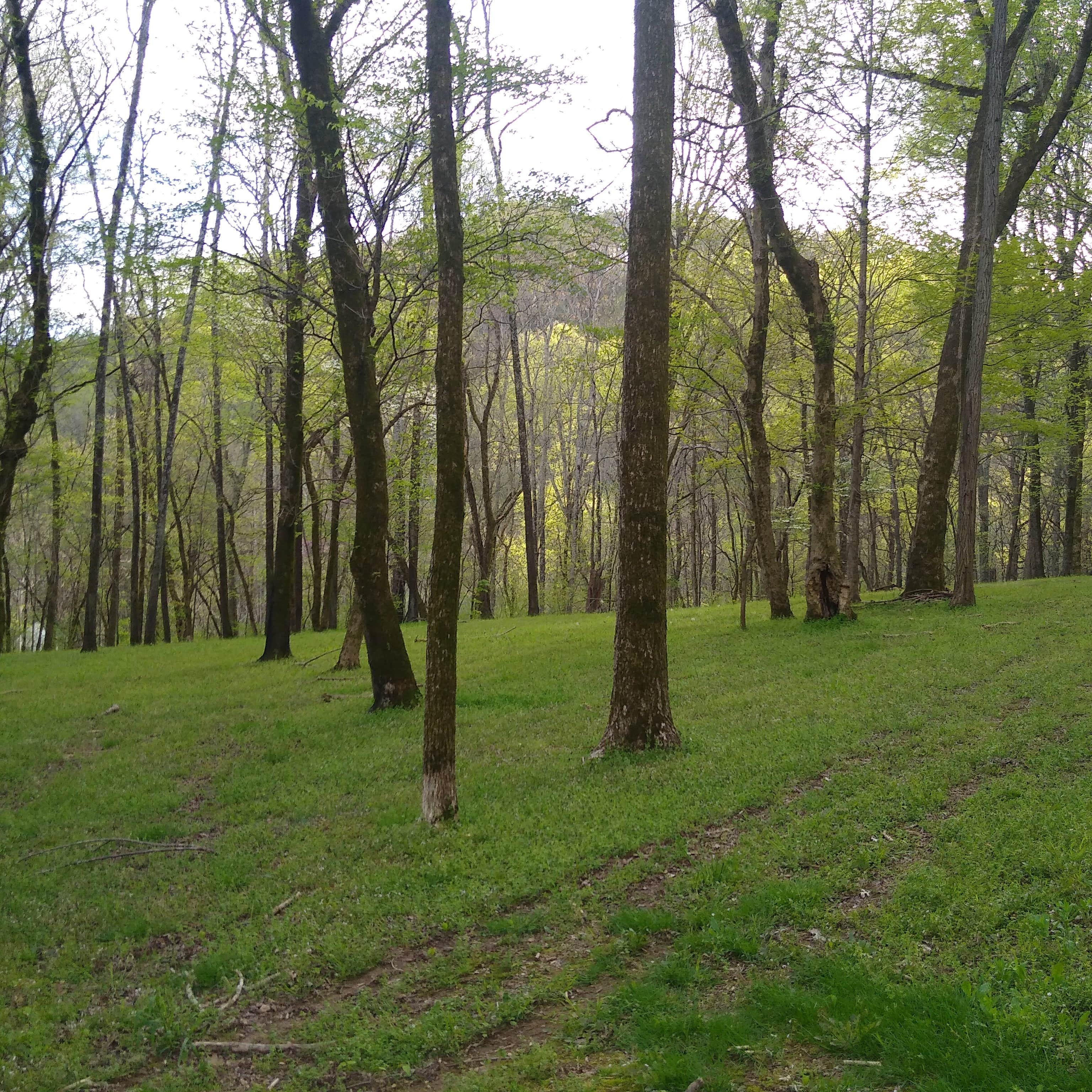 Camper-submitted photo at Southport Saltpeter Cave near Williamsport, TN