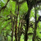 Review photo of Hoh Rain Forest - Olympic National Park by Brooke H., August 11, 2020