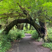 Review photo of Hoh Rain Forest - Olympic National Park by Brooke H., August 11, 2020