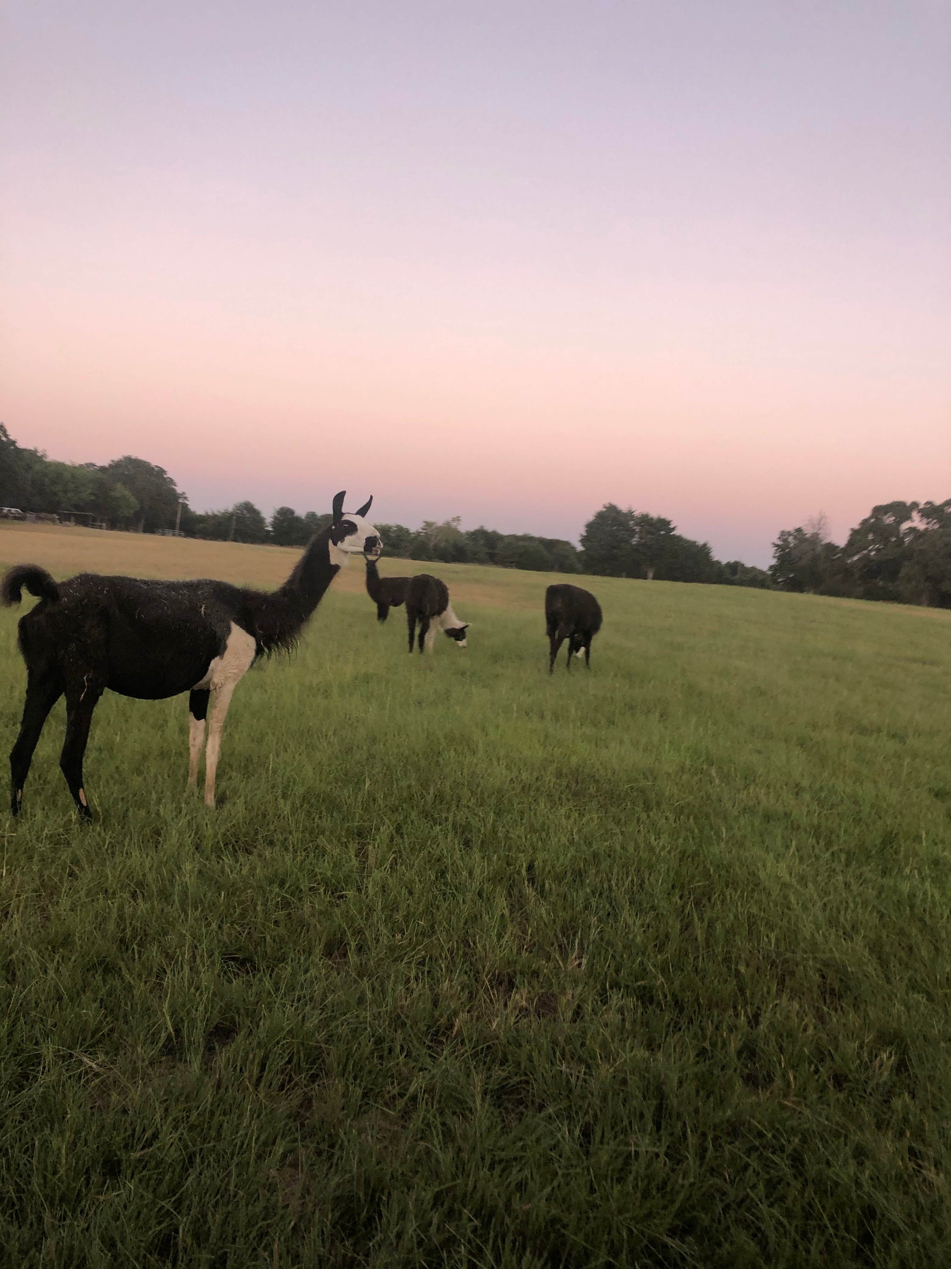 Taylor R.'s photo of camping with pets at Llamaland Ranch near Canton, TX
