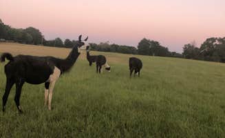 Taylor R.'s photo of camping with pets at Llamaland Ranch near Wilmer, TX
