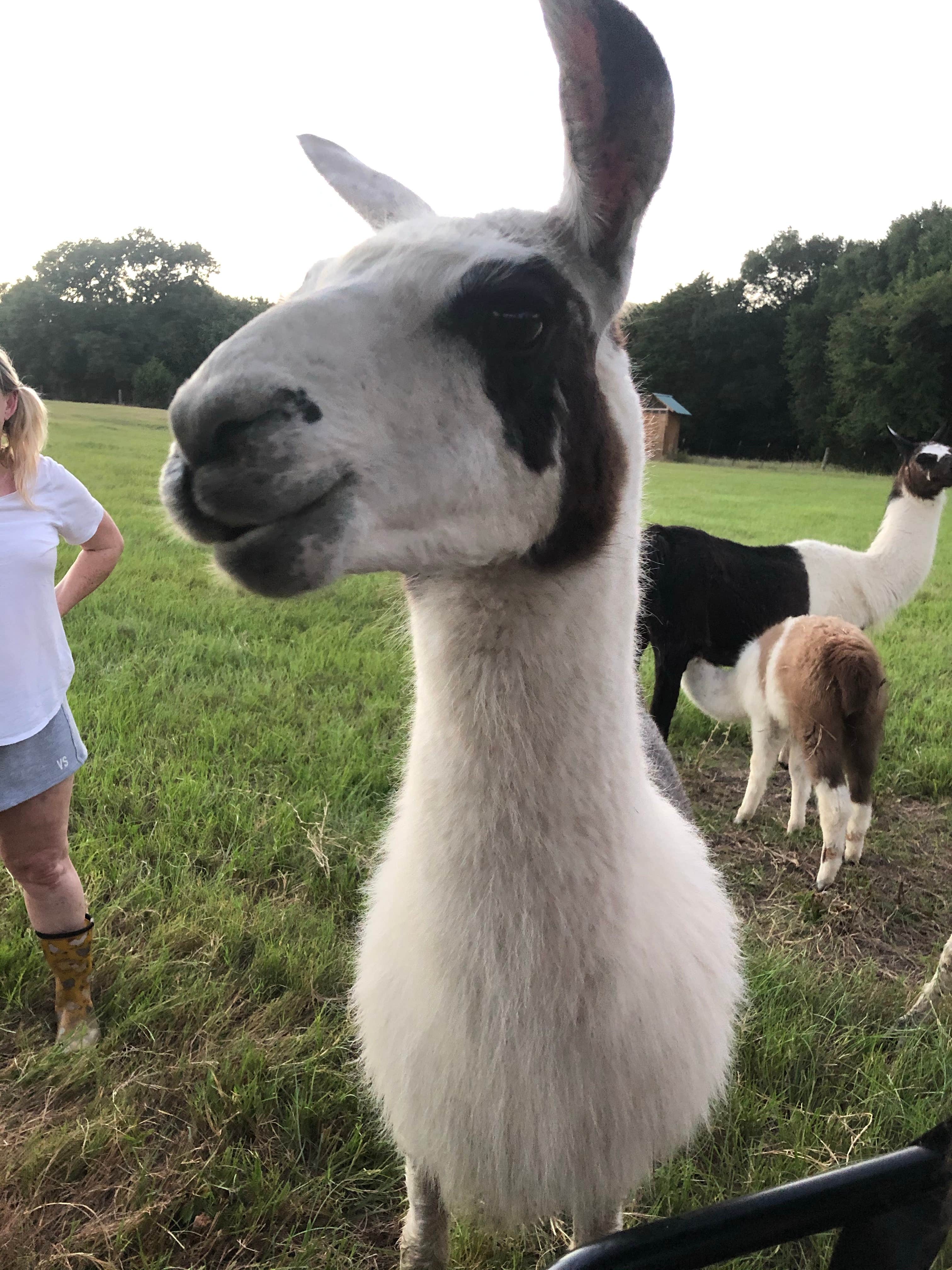 Taylor R.'s photo of camping with pets at Llamaland Ranch near Mabank, TX