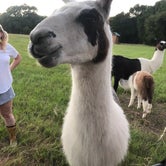 Review photo of Llamaland Ranch by Taylor R., August 11, 2020