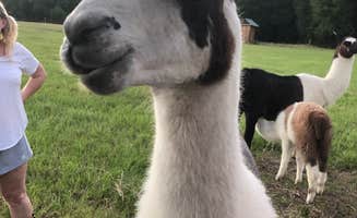 Taylor R.'s photo of camping with pets at Llamaland Ranch near Waxahachie, TX