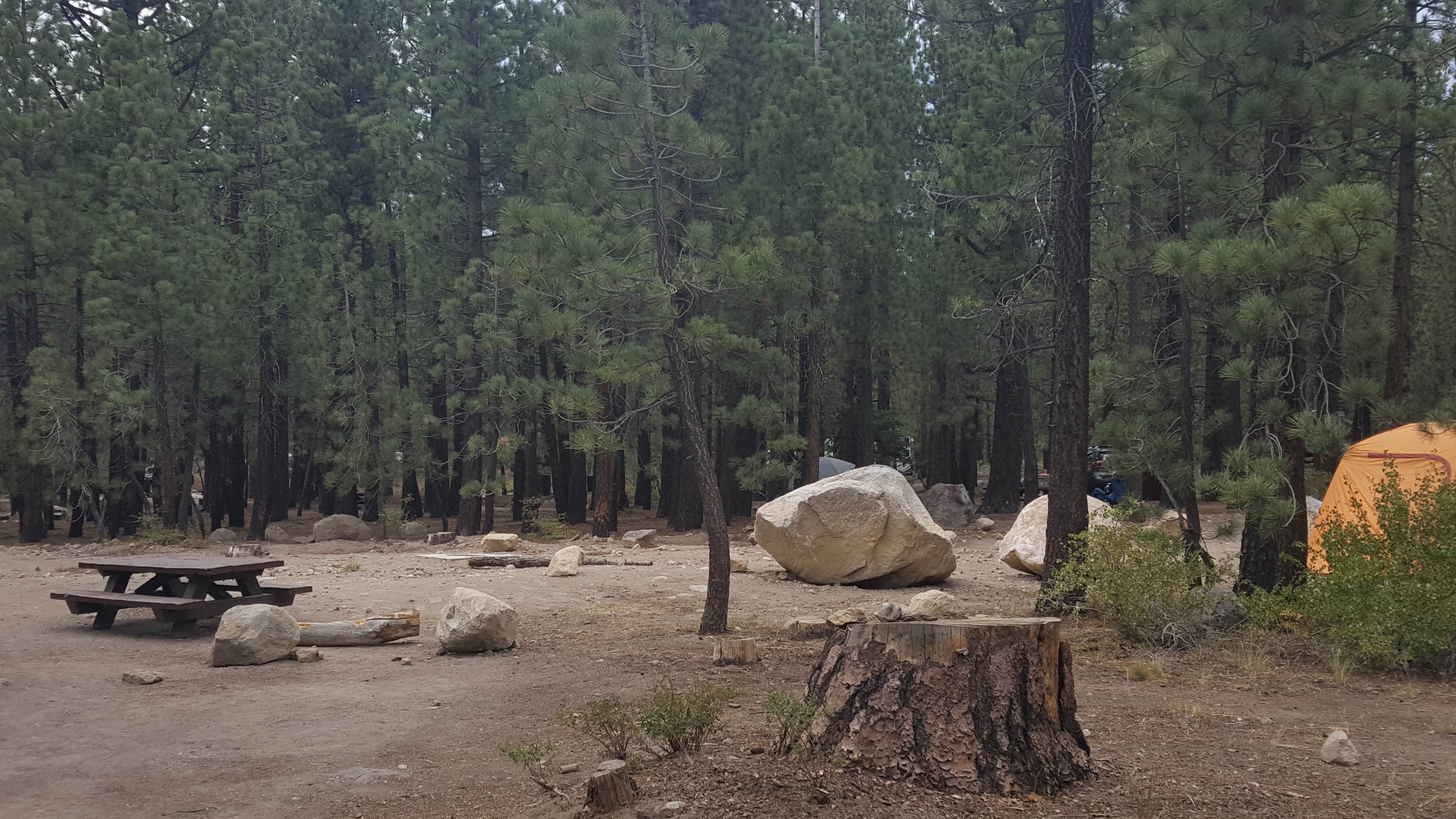 Camper submitted image from New Shady Rest Campground - 5