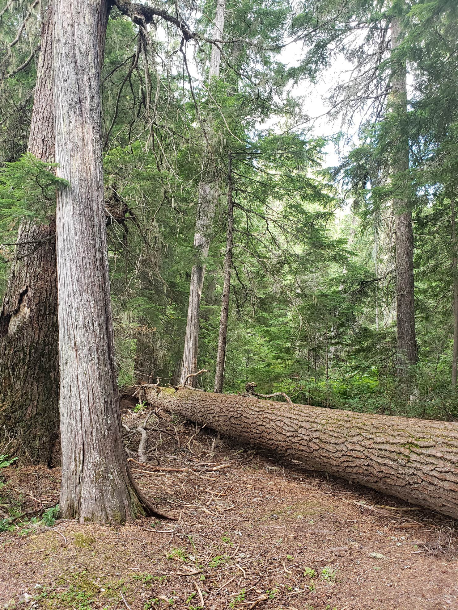 South Skookum Lake Campground The Dyrt