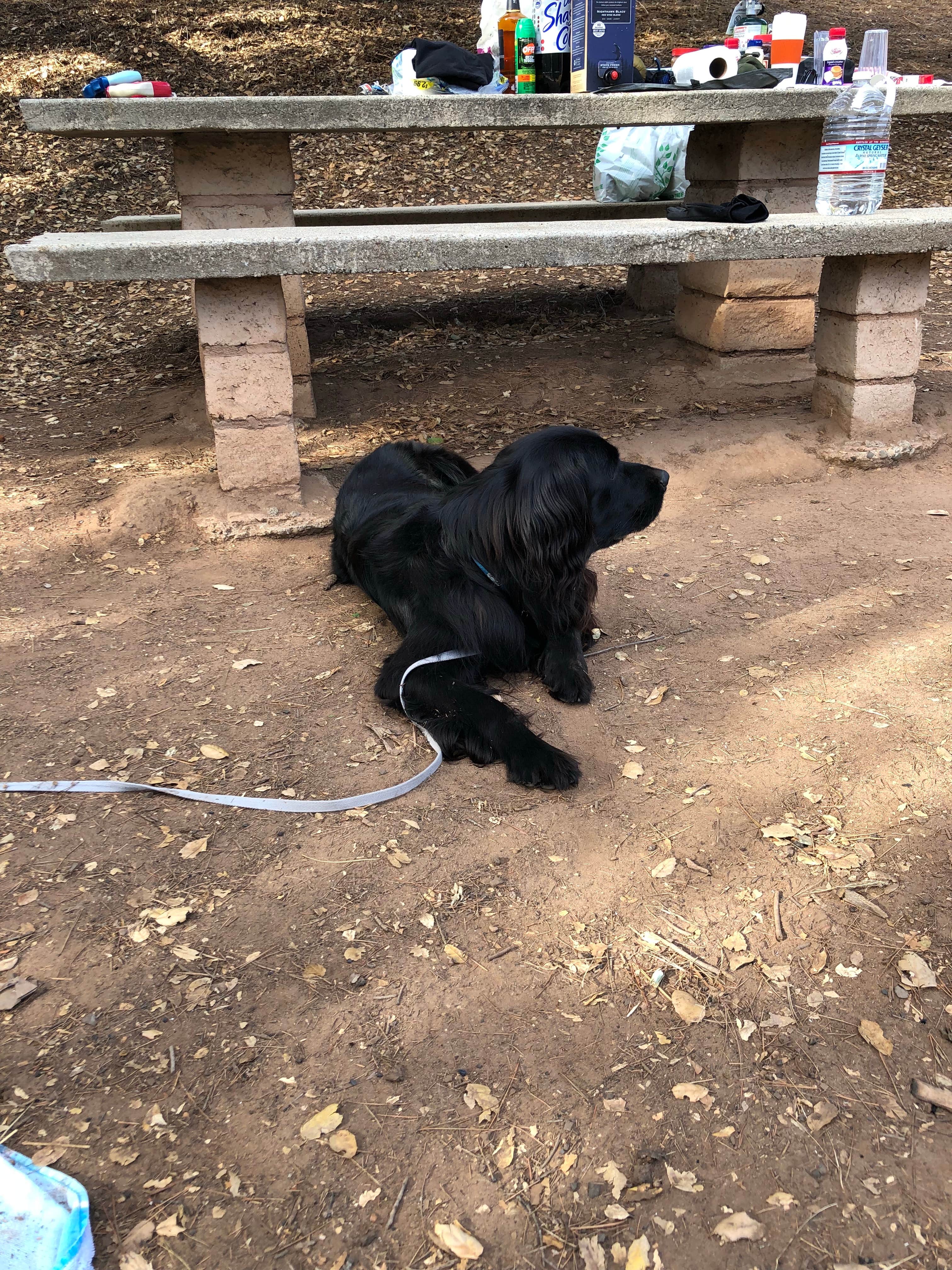 Alex P.'s photo of camping with pets at Dennison Park near Frazier Park, CA