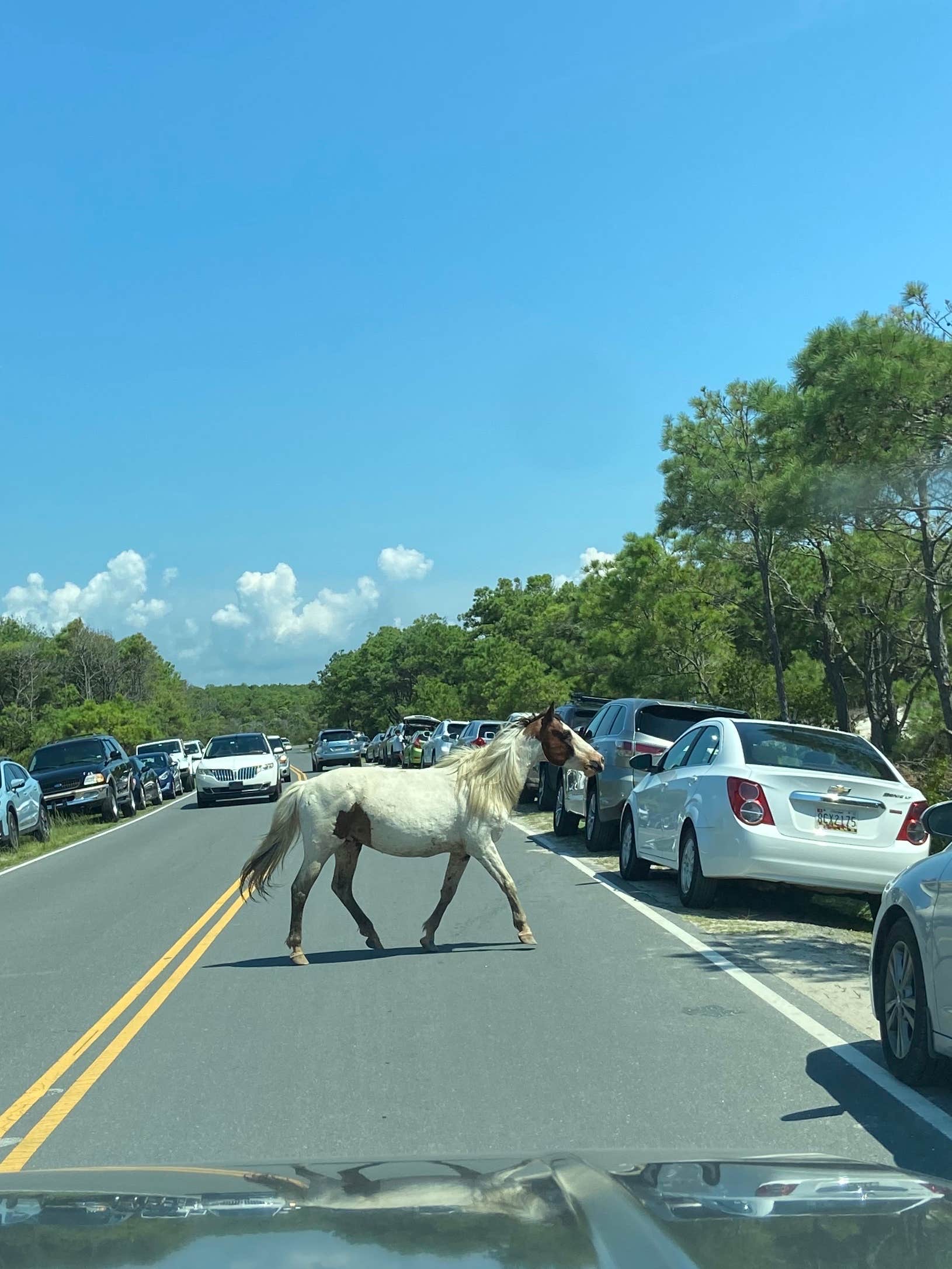 Camper submitted image from Assateague State Park Campground - 2