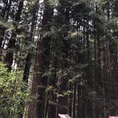 Review photo of Gold Bluffs Beach Campground — Prairie Creek Redwoods State Park by Marion D., April 24, 2018
