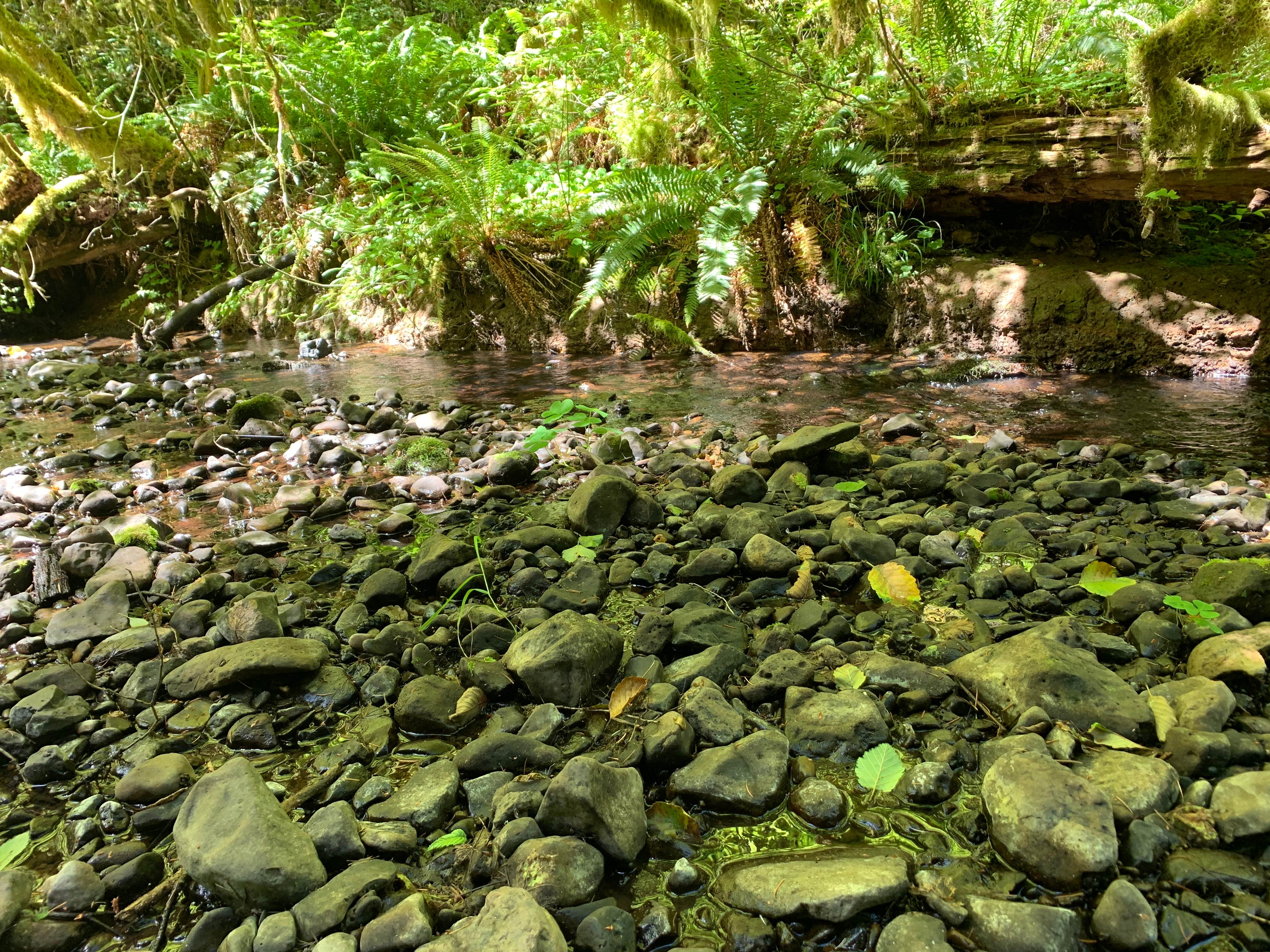 Camper-submitted photo at Camp Wilkerson near Woodland, WA
