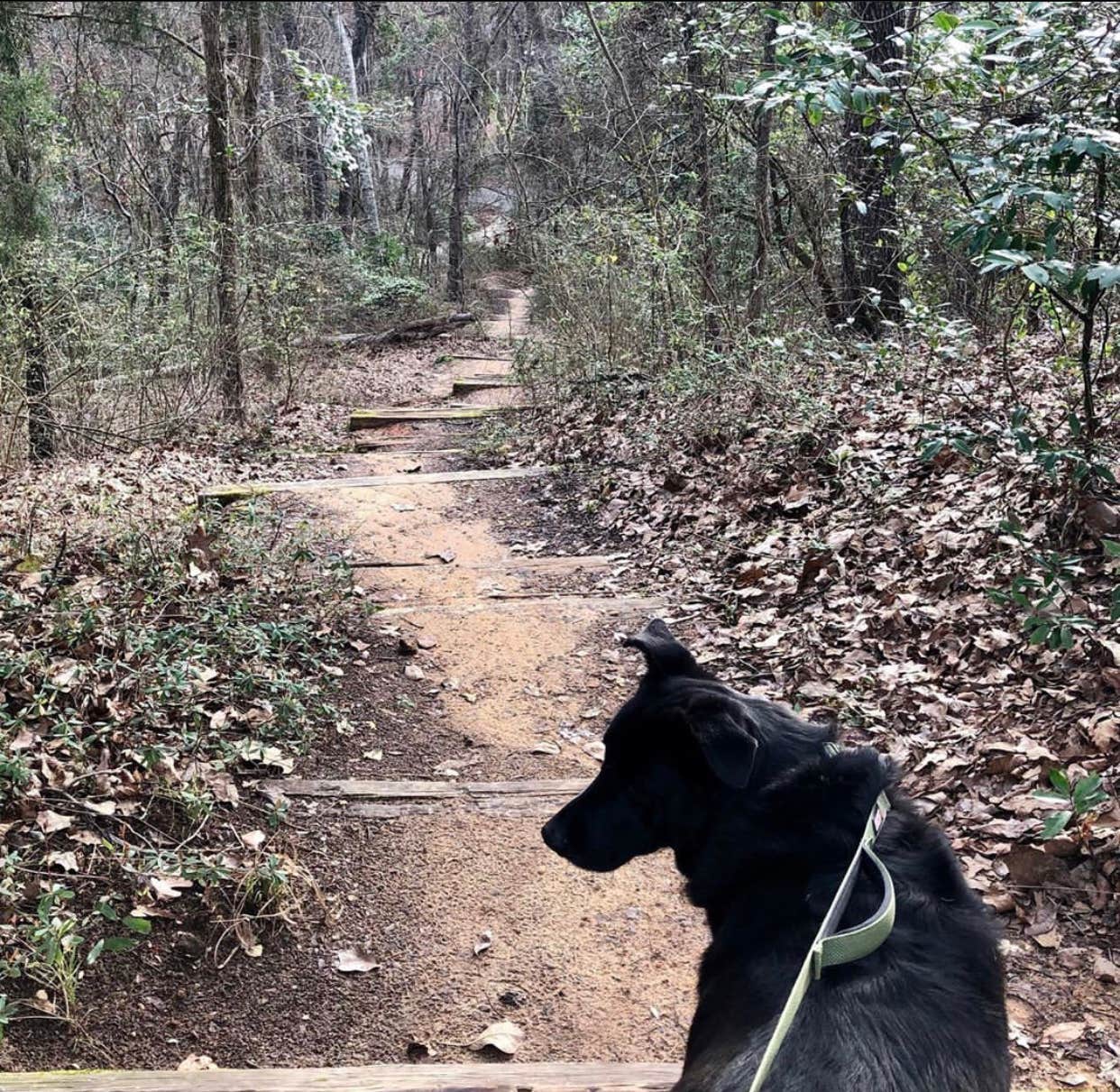 Wenona D.'s photo of camping with pets at Tyler State Park Campground near Easton, TX