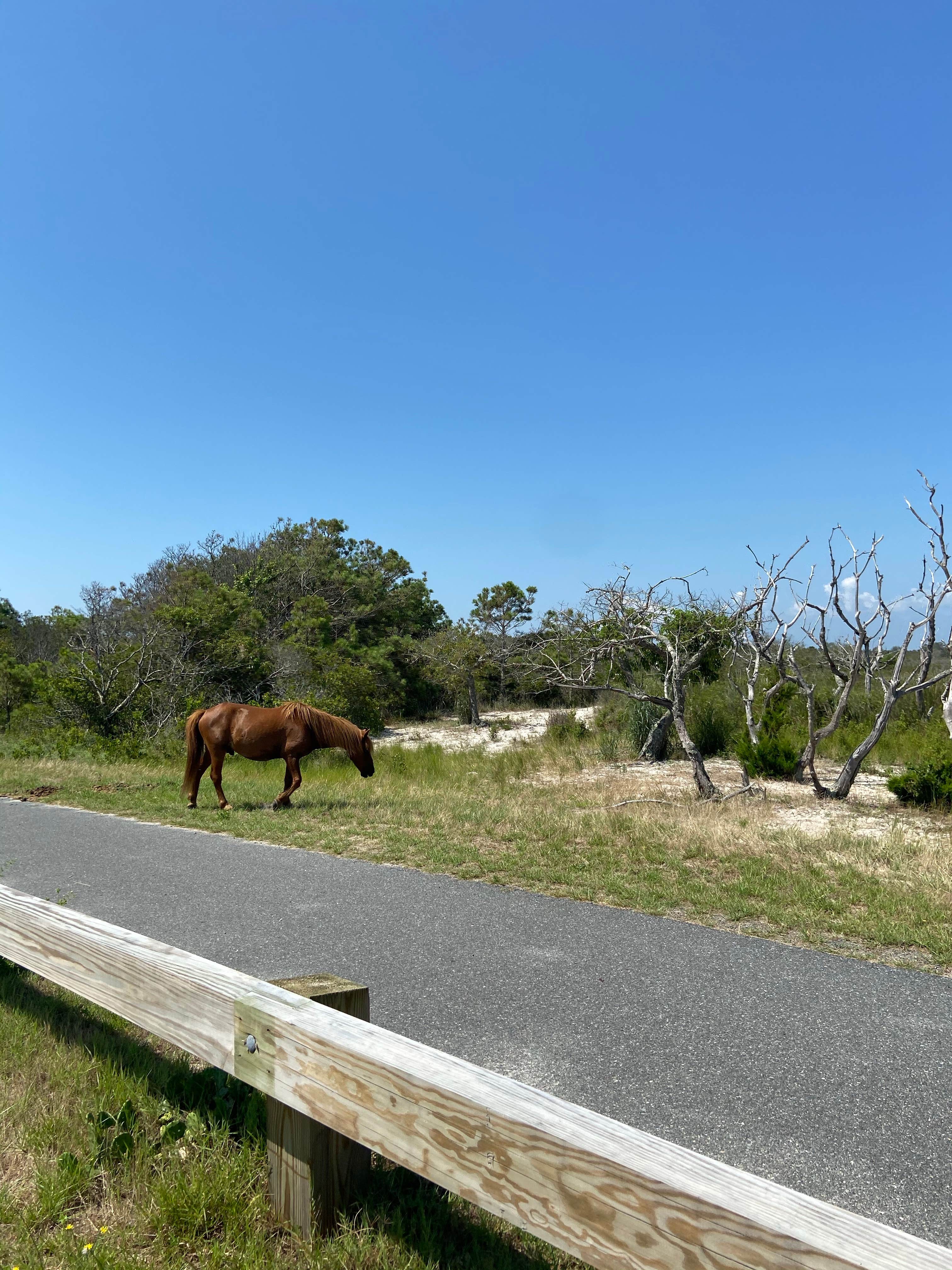 Annemarie R.'s photo of camping with a horse at Assateague Island National Seashore Oceanside Campground near Millsboro, DE