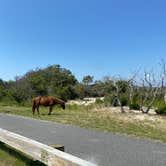 Review photo of Oceanside Assateague Campground — Assateague Island National Seashore by Annemarie R., August 12, 2020