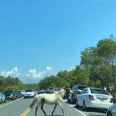 Review photo of Oceanside Assateague Campground — Assateague Island National Seashore by Annemarie R., August 12, 2020