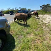 Review photo of Oceanside Assateague Campground — Assateague Island National Seashore by Annemarie R., August 12, 2020