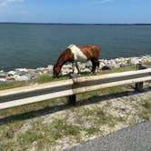 Review photo of Oceanside Assateague Campground — Assateague Island National Seashore by Annemarie R., August 12, 2020