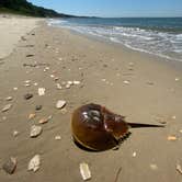 Review photo of Kiptopeke State Park Campground by Annemarie R., August 12, 2020