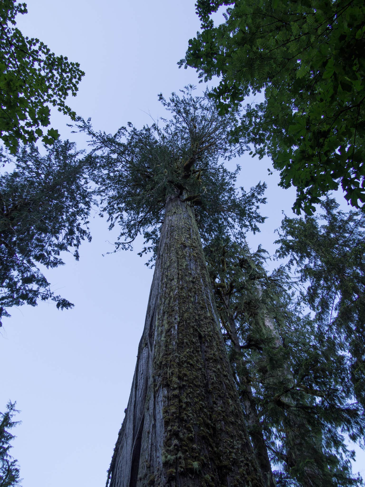 Camper submitted image from Bedal Campground - 2